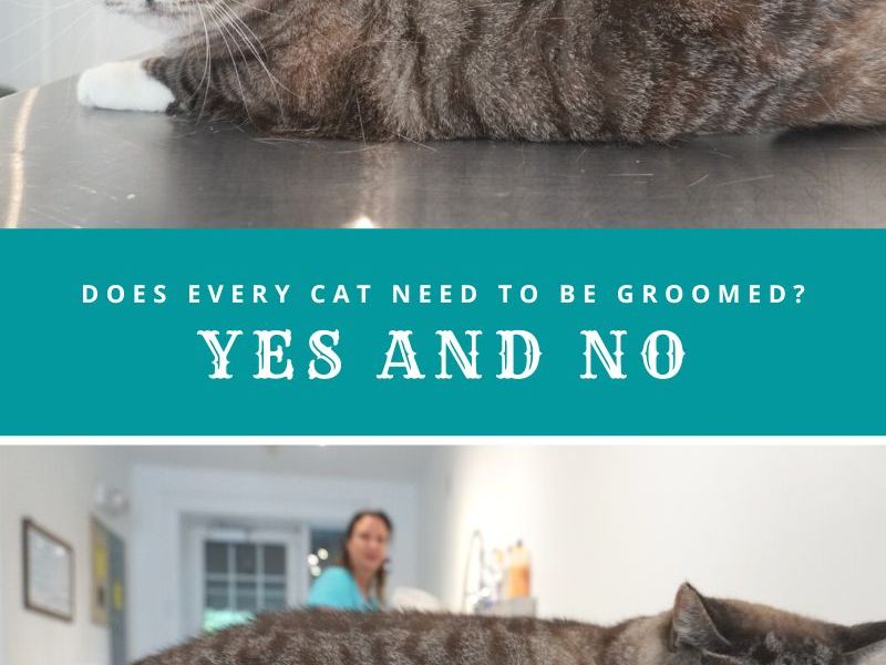 Does Every Cat Need Grooming?